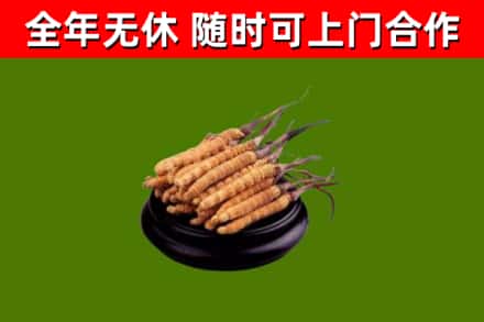 东源烟酒回收冬虫夏草.jpg